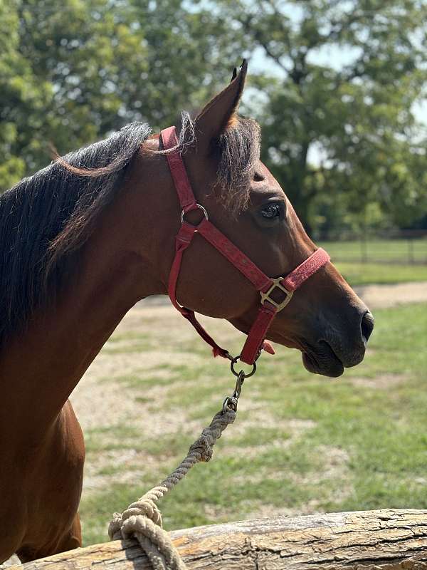 arabian-gelding