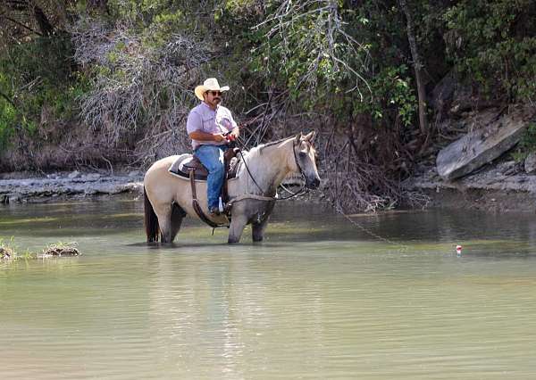 beginner-safe-quarter-horse