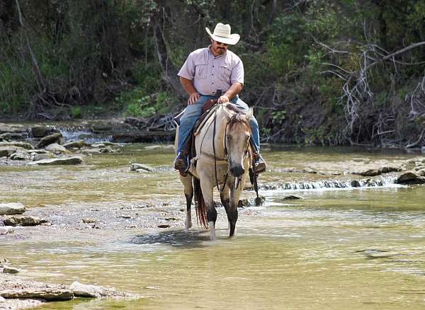 athletic-quarter-horse