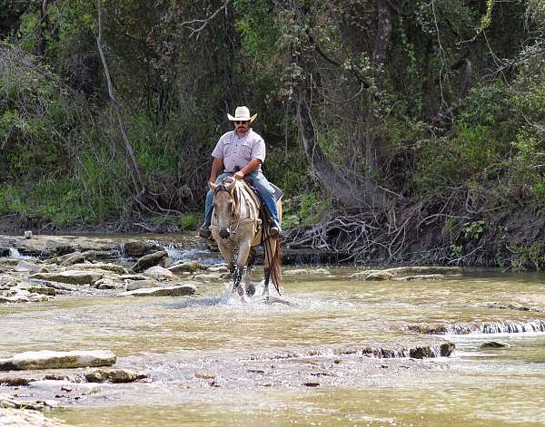 paint-quarter-horse