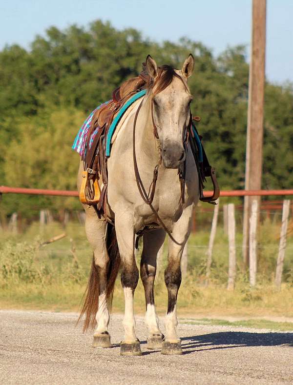 beginner-quarter-horse