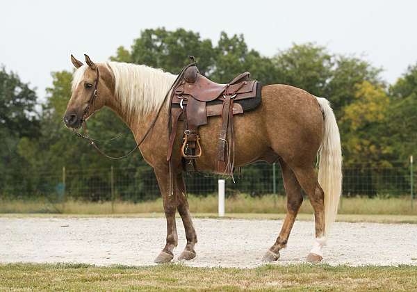 beginner-safe-quarter-horse