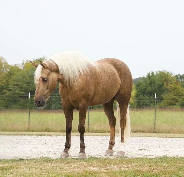 ranch-work-quarter-horse