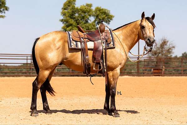 beginner-quarter-horse