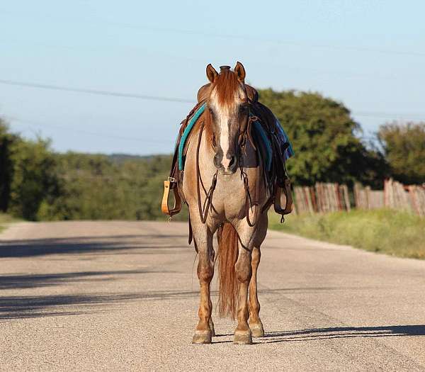 beginner-safe-quarter-horse