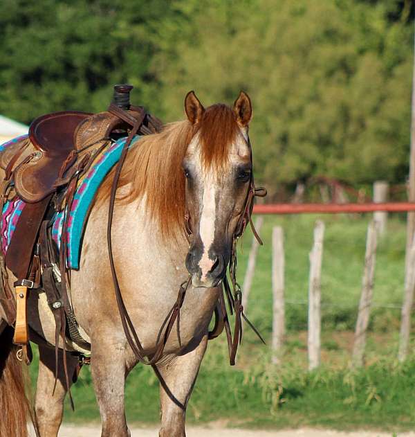 ranch-work-quarter-horse