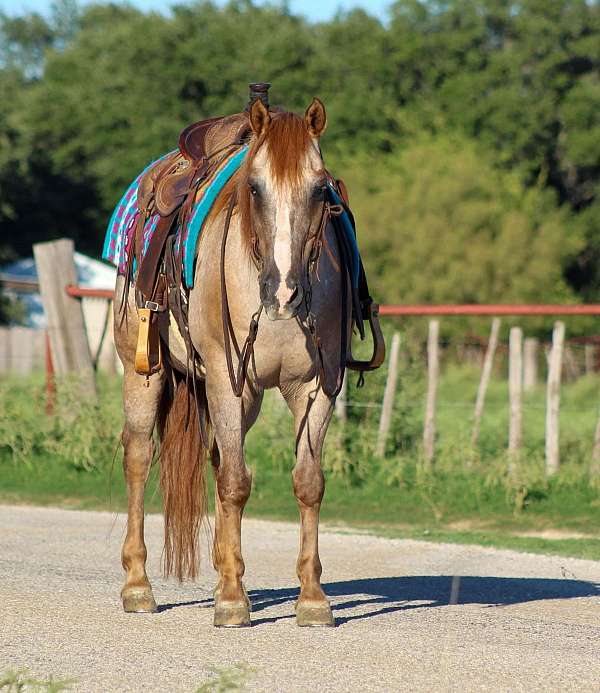 family-horse-quarter