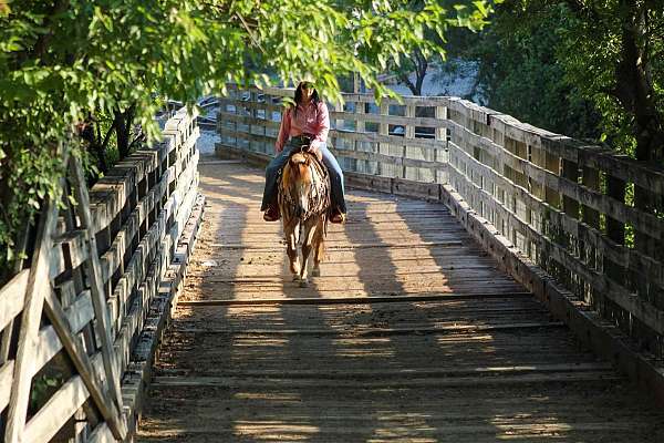 trail-quarter-horse