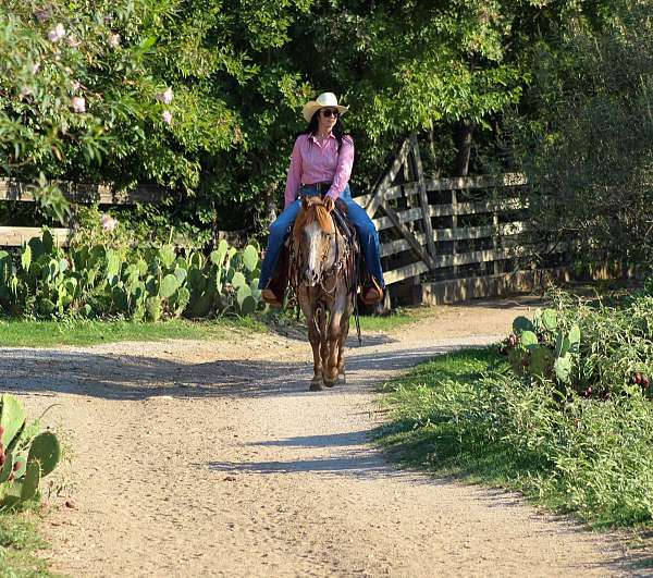 all-around-quarter-horse