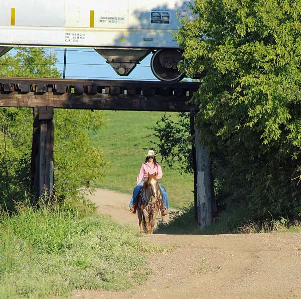 athletic-quarter-horse