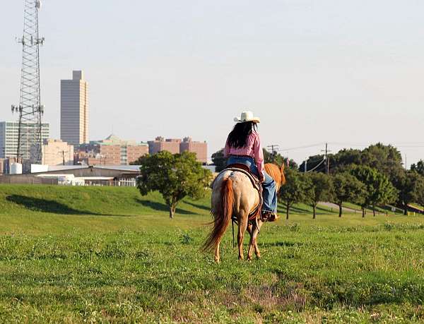 beginner-quarter-horse