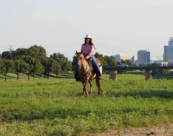 experienced-quarter-horse