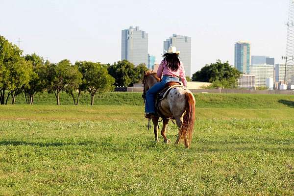 flashy-quarter-horse