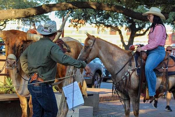 kid-safe-quarter-horse