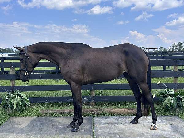 left-hind-coronet-horse