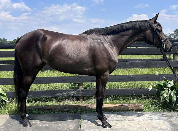 bay-left-hind-coronet-horse