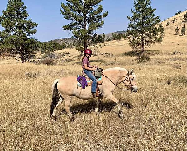 basics-fjord-horse