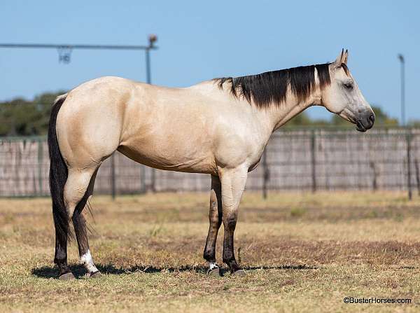 buckskin-sock-horse