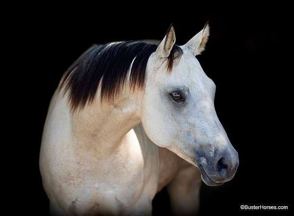 trail-horse-quarter