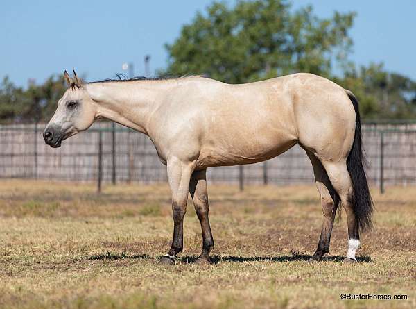 beginner-quarter-horse