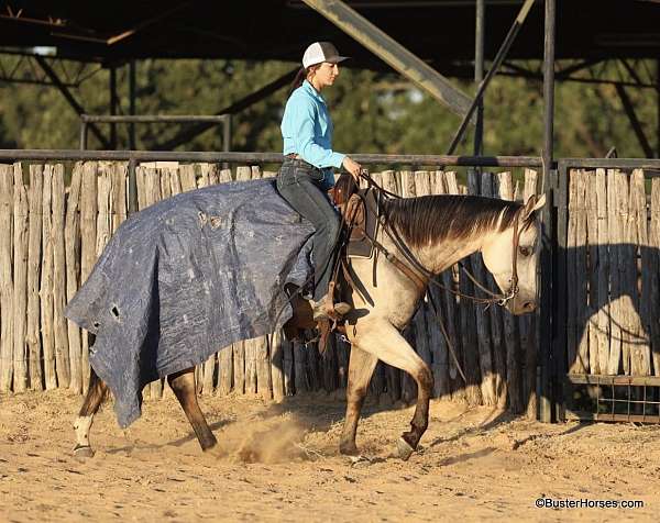 ranch-work-quarter-horse