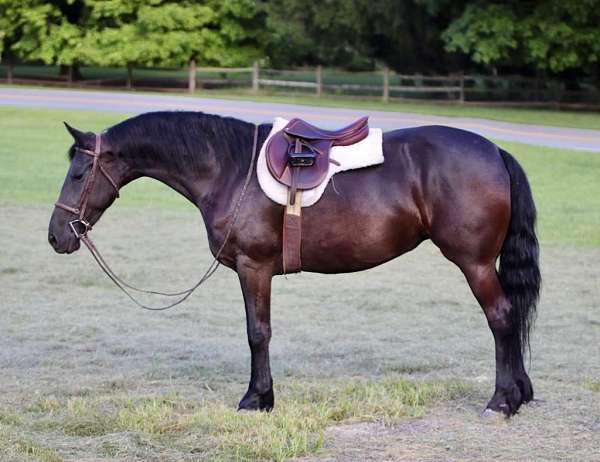 buckskin-sock-horse