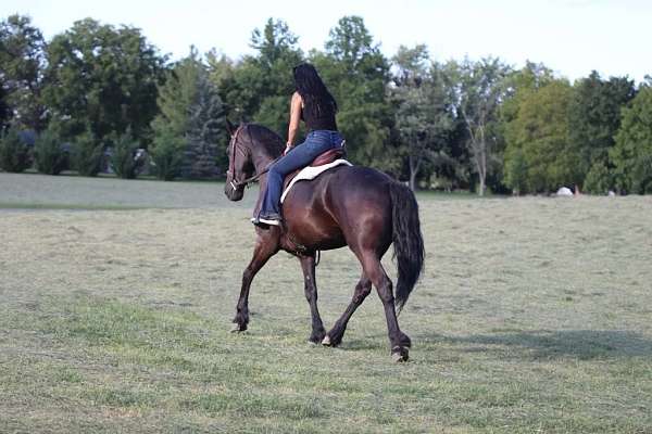 ranch-quarter-horse