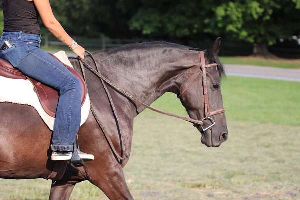 trail-horse-quarter