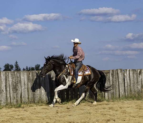 family-horse-quarter