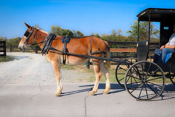 ranch-horse-quarter