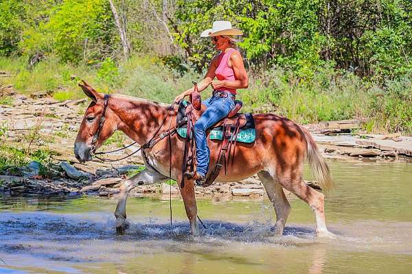 draft-quarter-horse