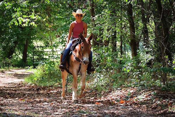 beginner-quarter-horse