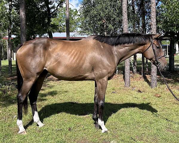 bay-right-front-sock-horse