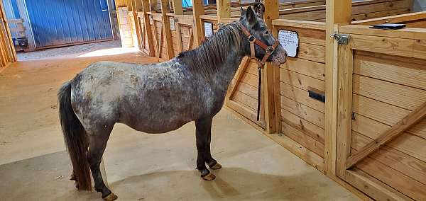 double-lppatn1-appaloosa-horse