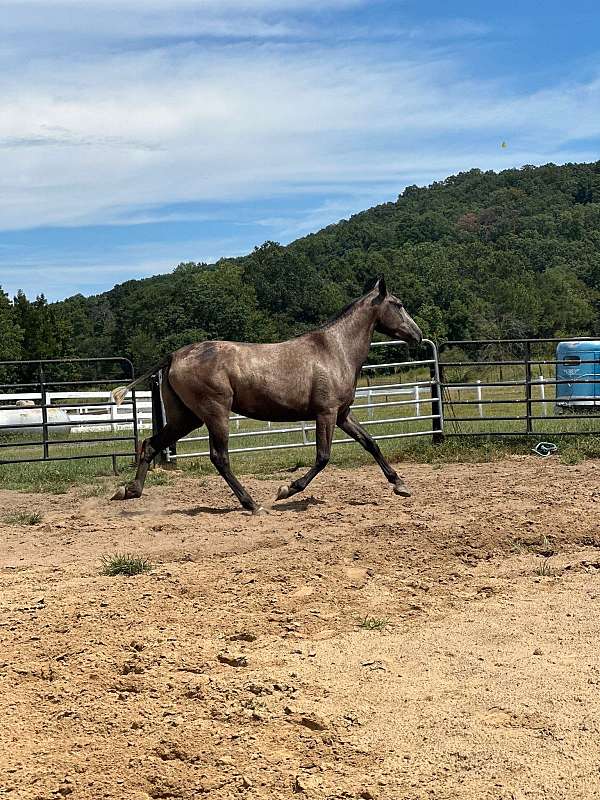 andalusian-horse-for-sale