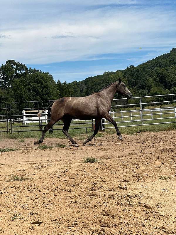 andalusian-horse