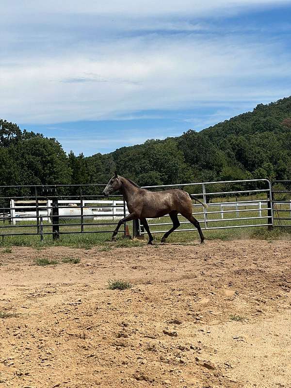 andalusian