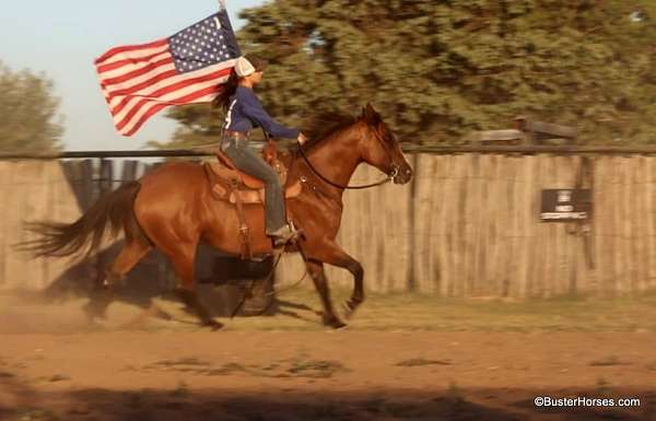 family-safe-quarter-horse