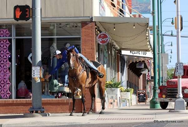 trail-horse-quarter