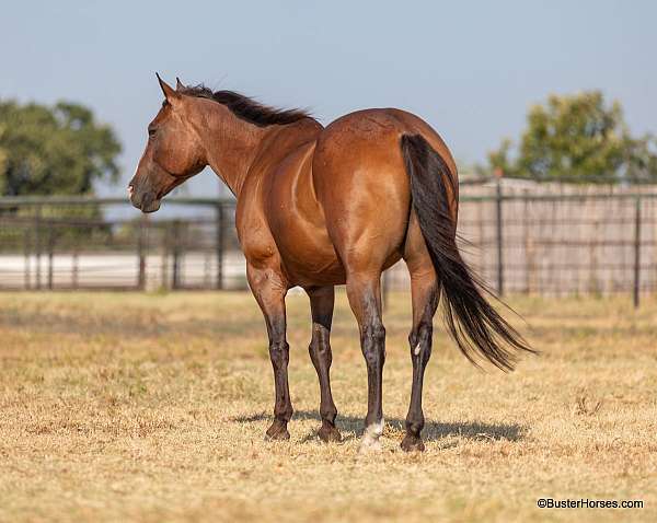 experienced-quarter-horse