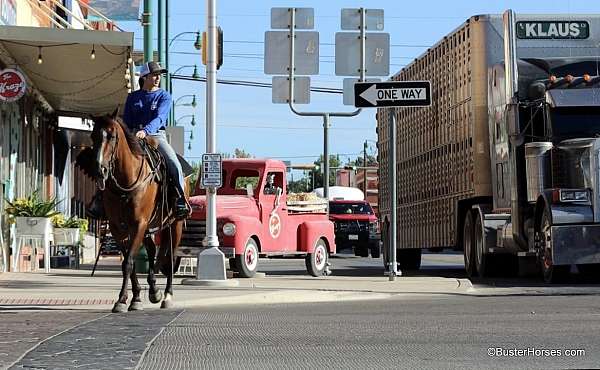 kid-safe-quarter-horse