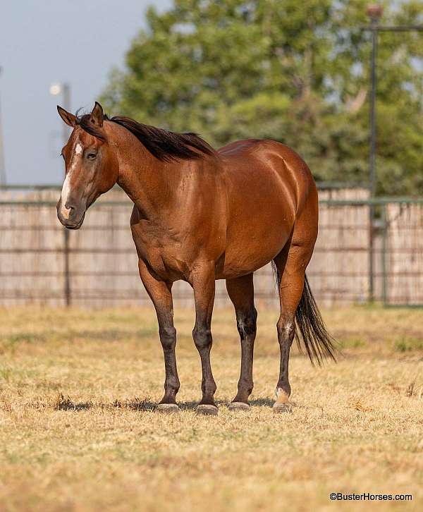 ranch-versatility-quarter-horse