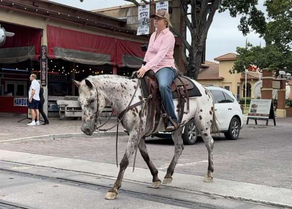 family-safe-quarter-horse