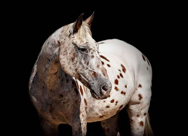 ranch-quarter-horse