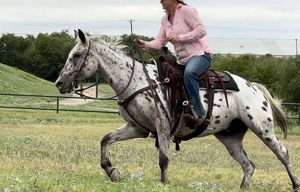 husband-safe-quarter-horse