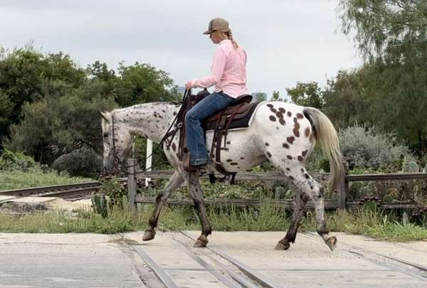 ranch-work-quarter-horse