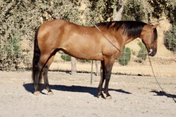 buckskin-tiger-stripes-horse