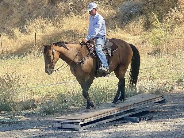 family-safe-quarter-horse