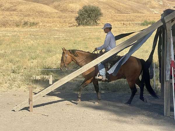 ranch-horse-quarter