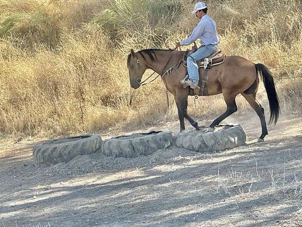 trail-horse-quarter